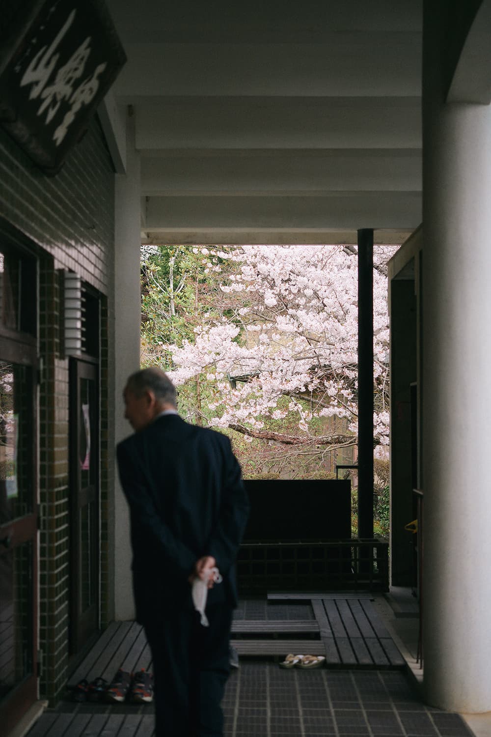 桜の見える静かな廊下を進む人物