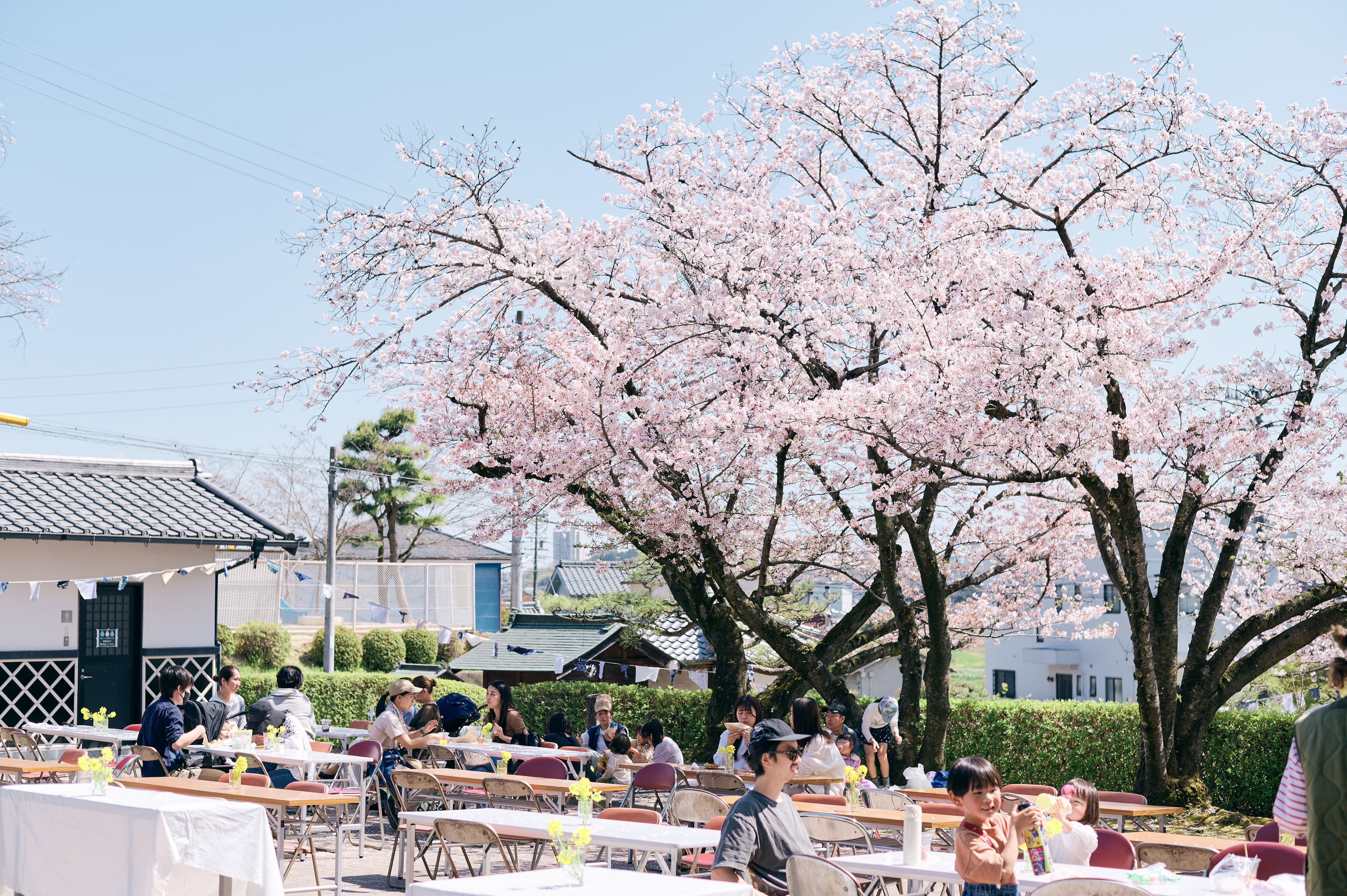 満開の桜の下に広がる集まり