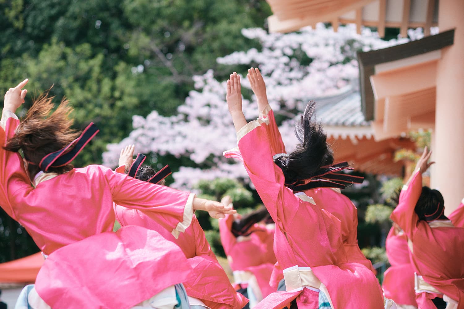 桜のそばで鮮やかな衣装を揺らして踊る人々