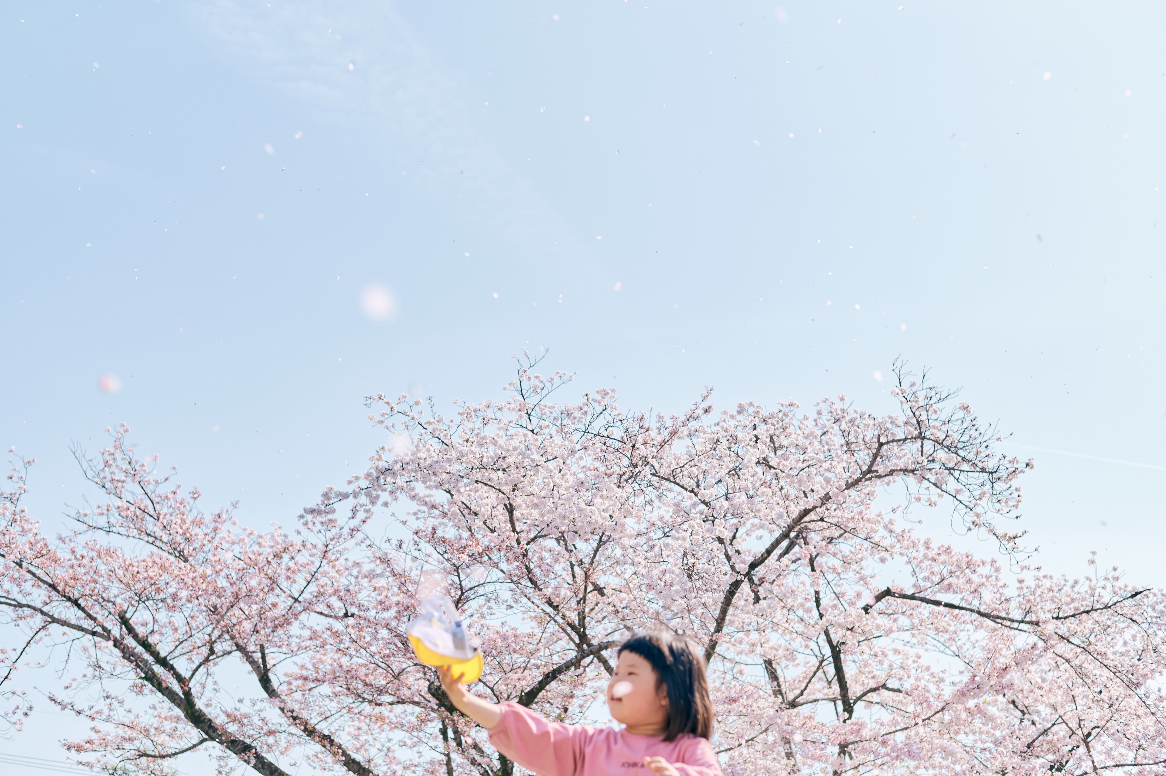 桜の下で空を見上げる人物