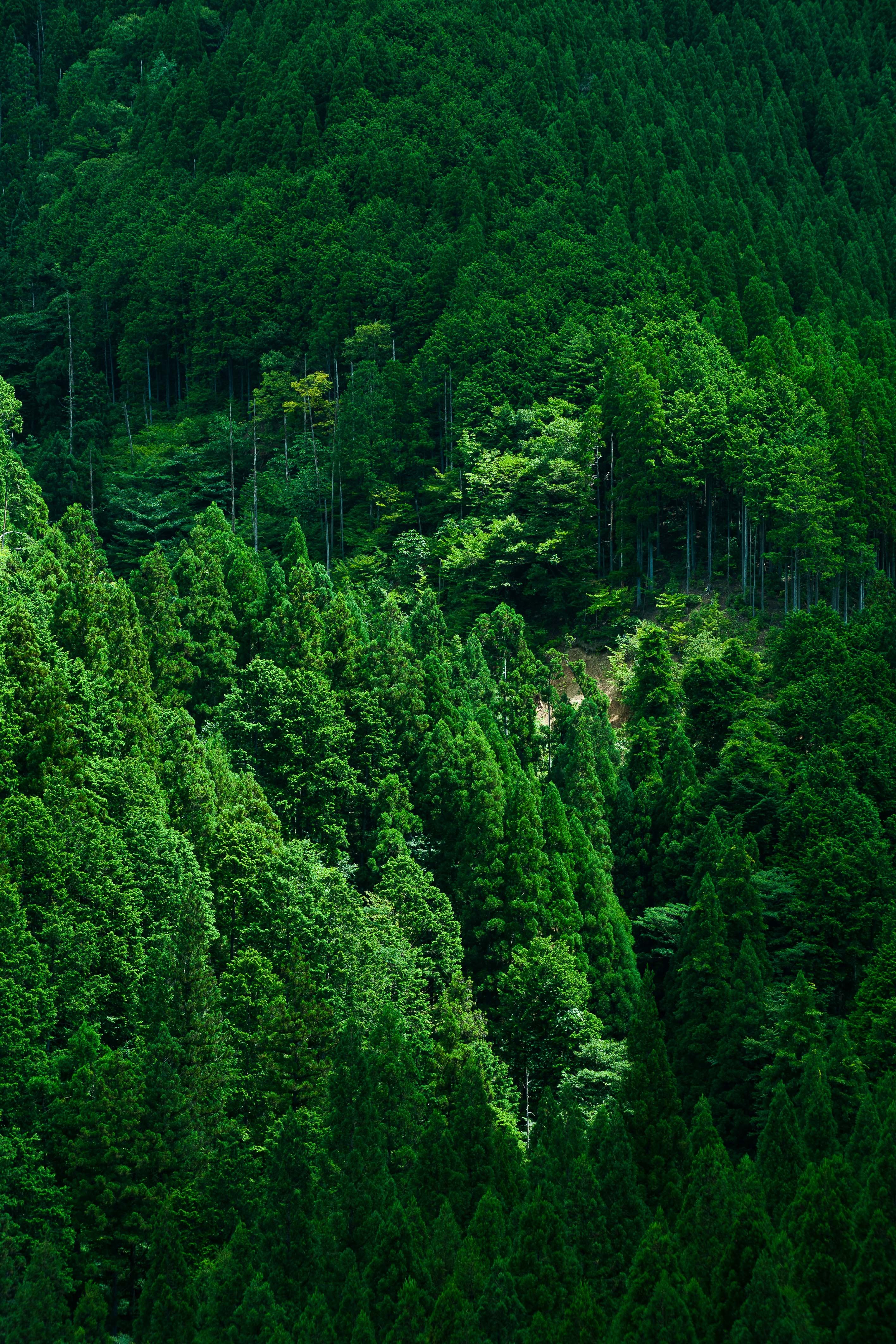 深い緑の山に立ち並ぶ木々
