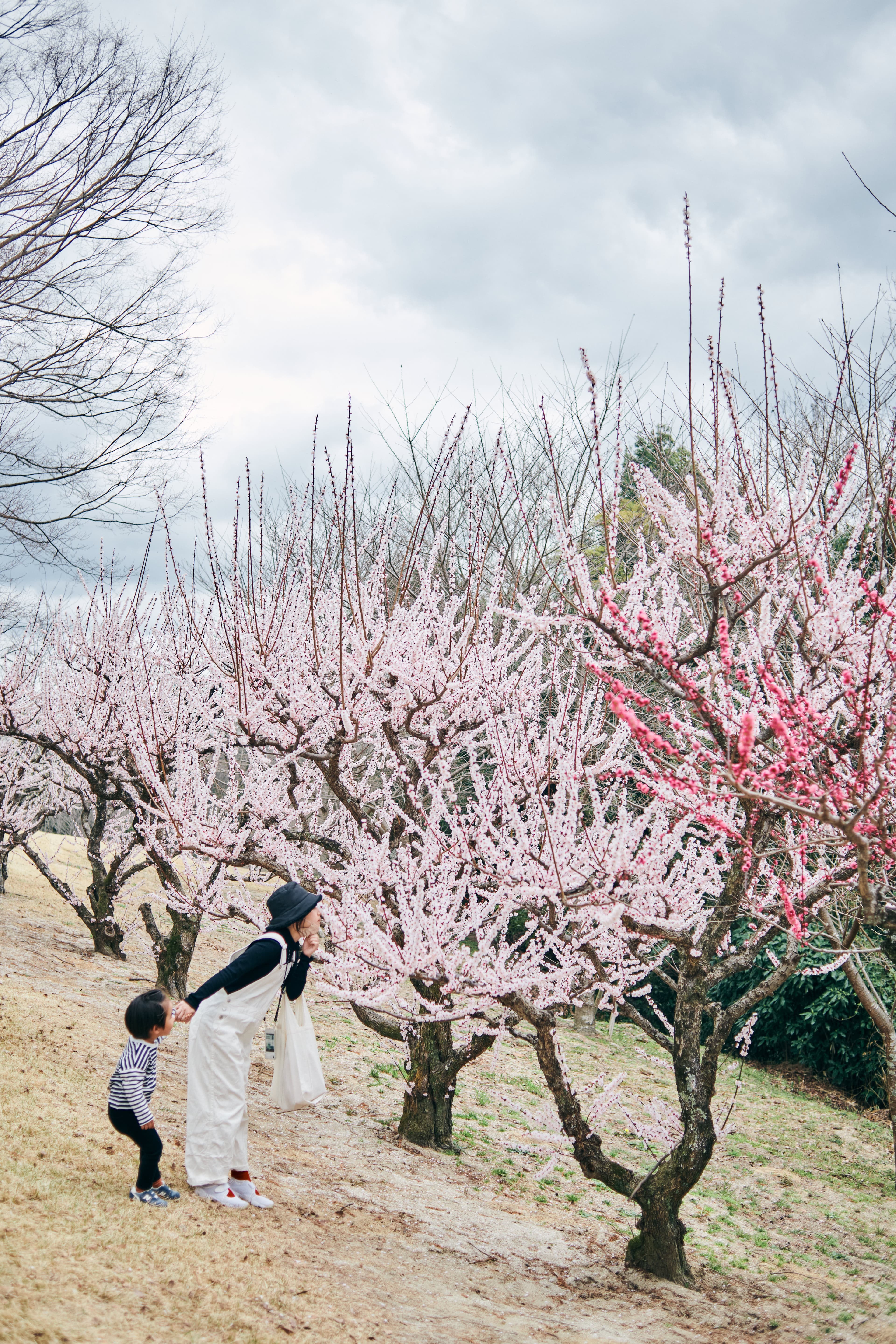 花の咲く木々の間を歩く人々